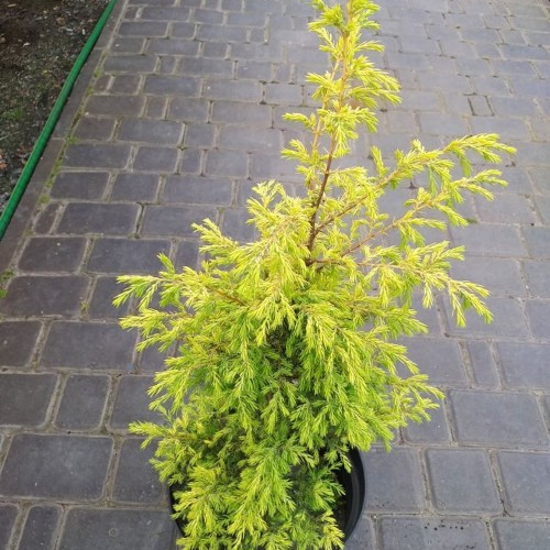 Juniperus communis 'Gold Cone' - Harilik kadakas 'Gold Cone'
